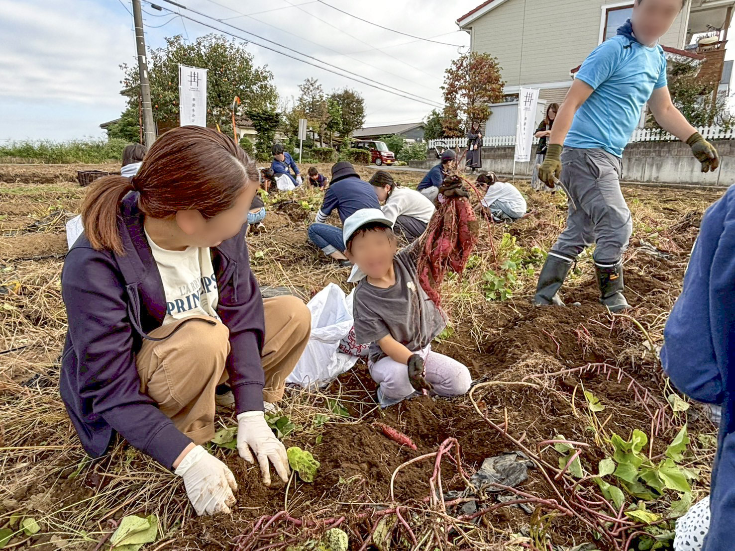 大勢の参加者が協力して土の中からサツマイモを掘り出す光景